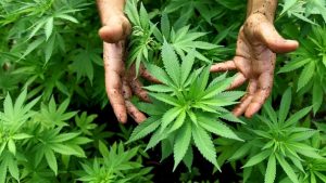 CBD de la plante de cannabis