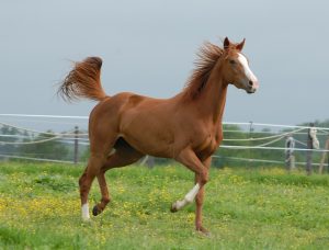cbd royal für pferde